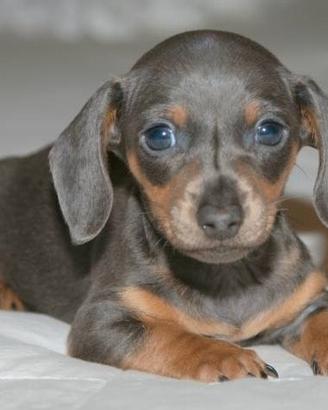 BASSOTTO NANO TEDESCO - BASSOTTI NANI BLU puppy