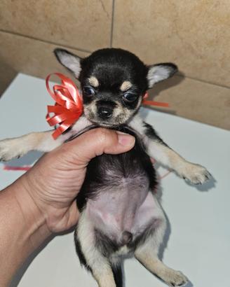 Chihuahua femmina tricolor