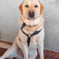 Labrador maschio per monta
