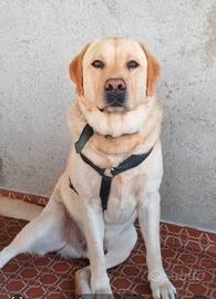 Labrador maschio per monta