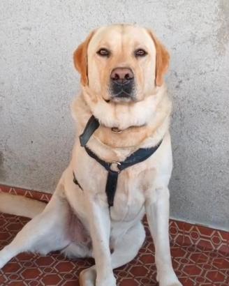Labrador maschio per monta