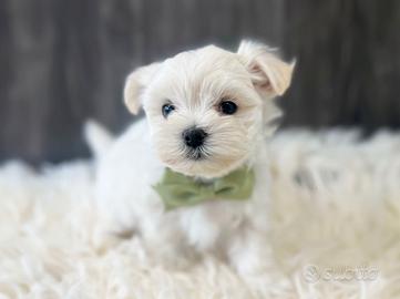 Cucciolo maschio di Maltese