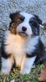 Australian shepherd cucciola