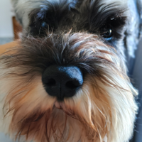 Zwergschnauzer, o Schnauzer nano pepe e sale