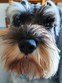 Zwergschnauzer, o Schnauzer nano pepe e sale