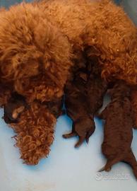 Barboncino cuccioli