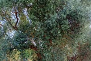 Terreno a Sezze Scalo