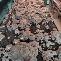 BALLETTE CARDONCELLO 