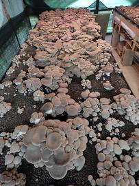 BALLETTE CARDONCELLO 