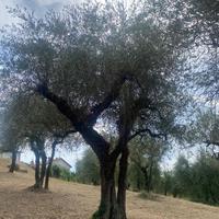 PIANTE DI ULIVO N.13 per Ville, Piscine, Giardini.