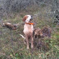 Cuccioli setter inglese