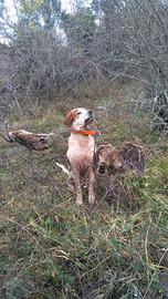 Cuccioli setter inglese