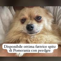Cani adulti e cuccioli