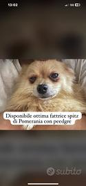 Cani adulti e cuccioli