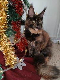 Cucciole Maine coon