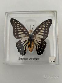 Farfalla da collezione.