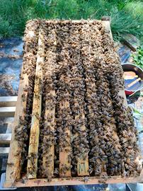 Apicoltura - Nuclei Api