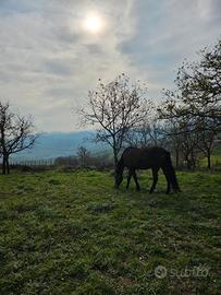 Cavalla andalusaPRE
