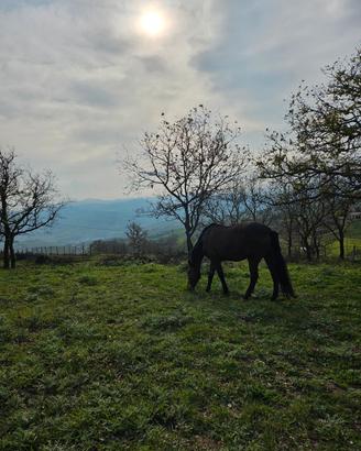 Cavalla andalusaPRE
