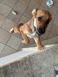 Cane gratis malinois di 3 mesi