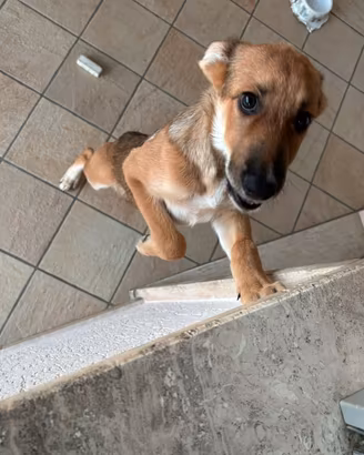 Cane gratis malinois di 3 mesi