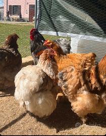 Galline Cocincina Gigante