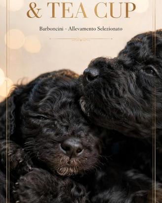 Cuccioli di barboncino mini toy maschi silver
