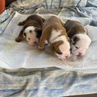 Cuccioli di bulldog inglese