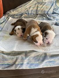 Cuccioli di bulldog inglese