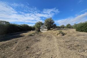 TER. AGRICOLO A QUARTUCCIU