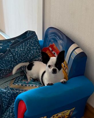 Cucciolo Chiwawa