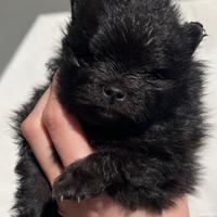 Cuccioli di Spitz Tedesco Nano o Pomerania