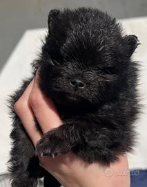 Cuccioli di Spitz Tedesco Nano o Pomerania