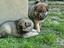 Immagine 4