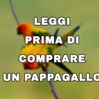 Pappagallo
