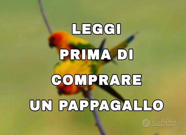 Pappagallo