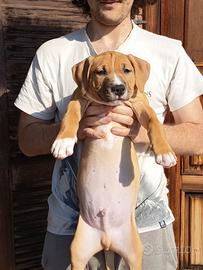 Cucciolo di american Pitbull