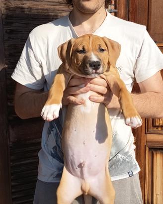 Cucciolo di american Pitbull