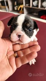 Bulldog francese