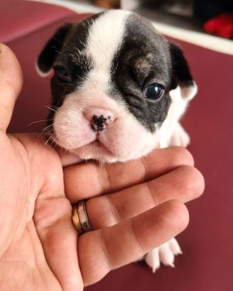 Bulldog francese