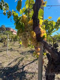 Uva bianca da vino
