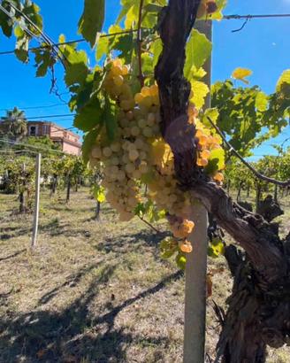 Uva bianca da vino