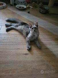 Cucciolo maine coon