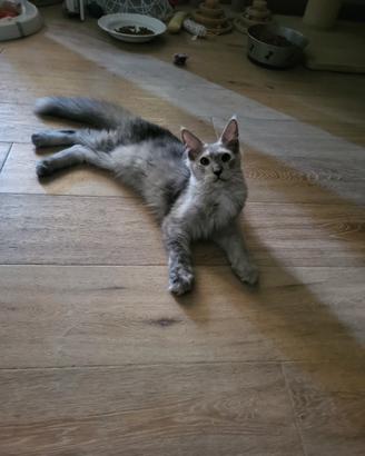 Cucciolo maine coon