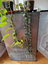 Ceropegia Wodii in vaso di ceramica tusca