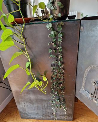 Ceropegia Wodii in vaso di ceramica tusca