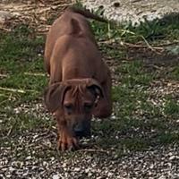 Rhodesian Ridgeback