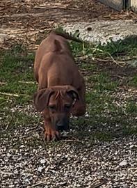 Rhodesian Ridgeback