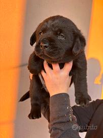 Labrador mantello nero