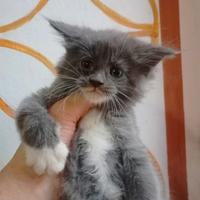 Maine Coon Cucciola con Pedigree